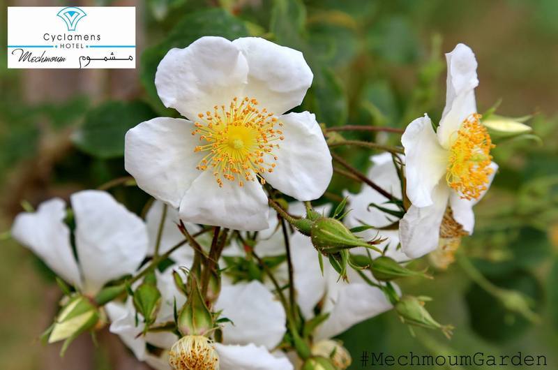 Cyclamens Mechmoum hotel y Spa Hammamet Exterior foto