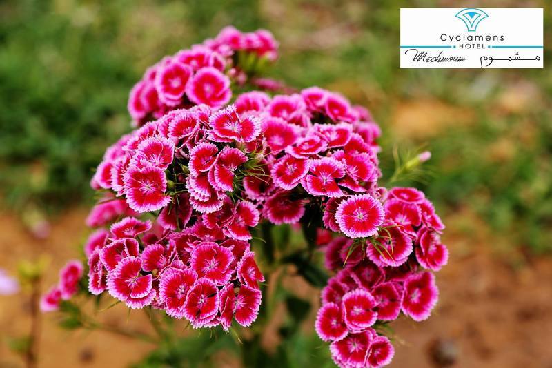 Cyclamens Mechmoum hotel y Spa Hammamet Exterior foto